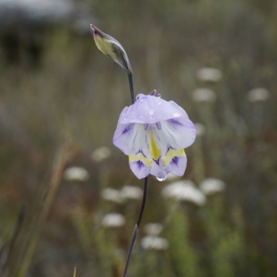 Gladioulus patersoniae